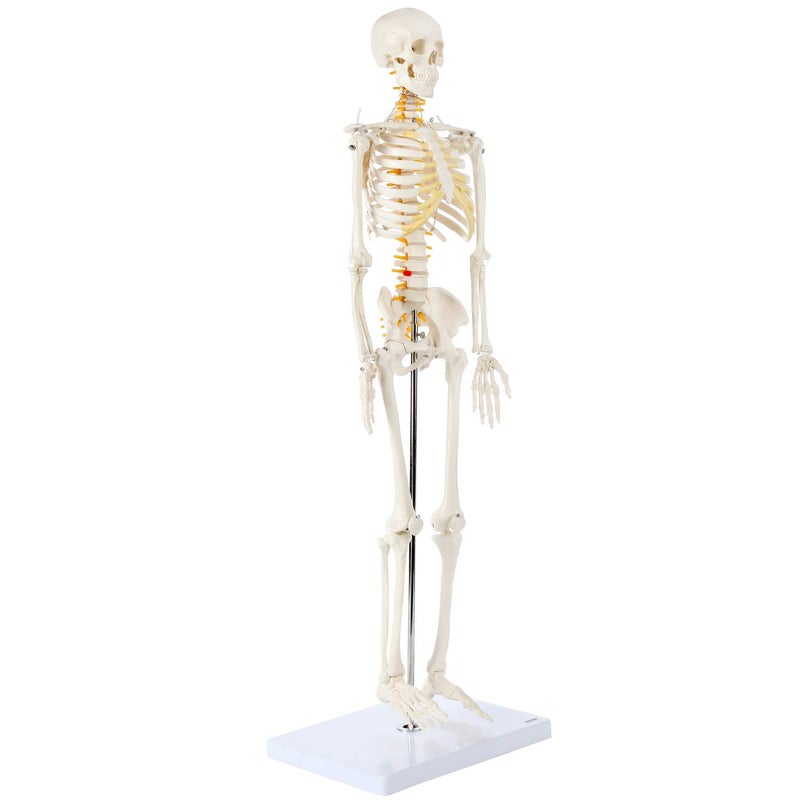 Axis Scientific Mini Human Skeleton Model with Metal Stand, 31" Tall with Removable Arms and Legs, Easy to Assemble, Includes Detailed Product Manual for Study - Image 4